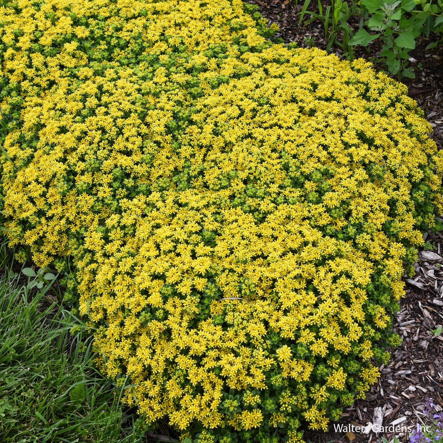 Little Miss Sunshine Sedum