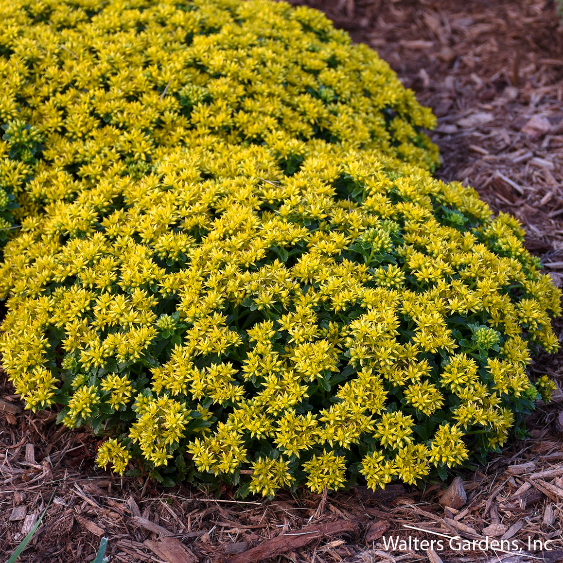 Little Miss Sunshine Sedum