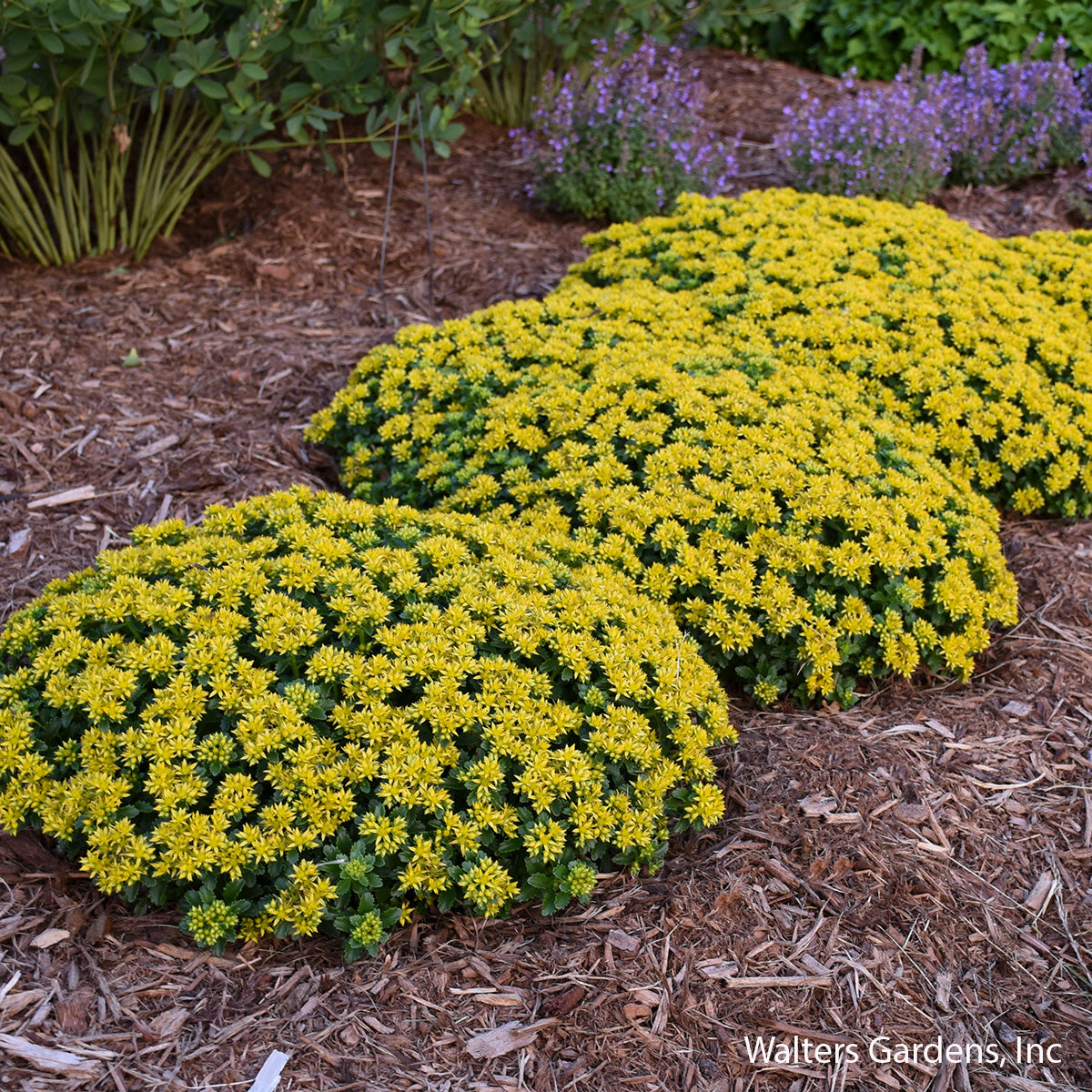 Little Miss Sunshine Sedum