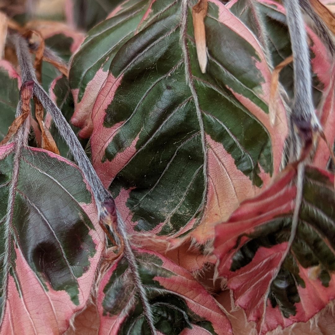 Tricolor Beech