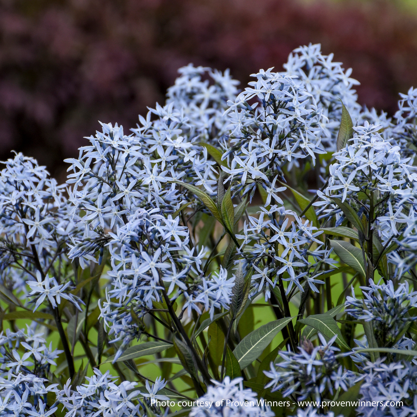 Storm Cloud Amsonia