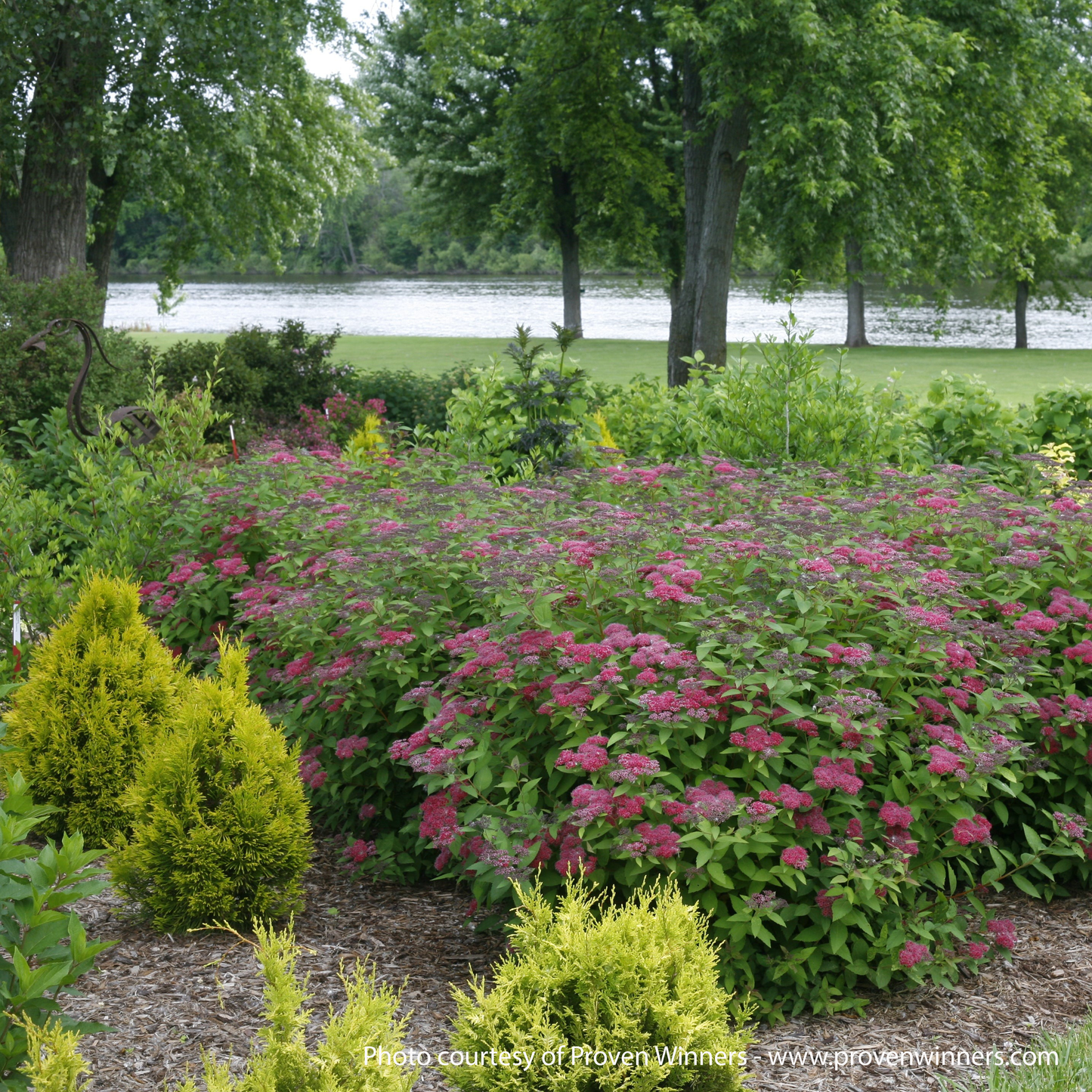 Double Play Red Spirea