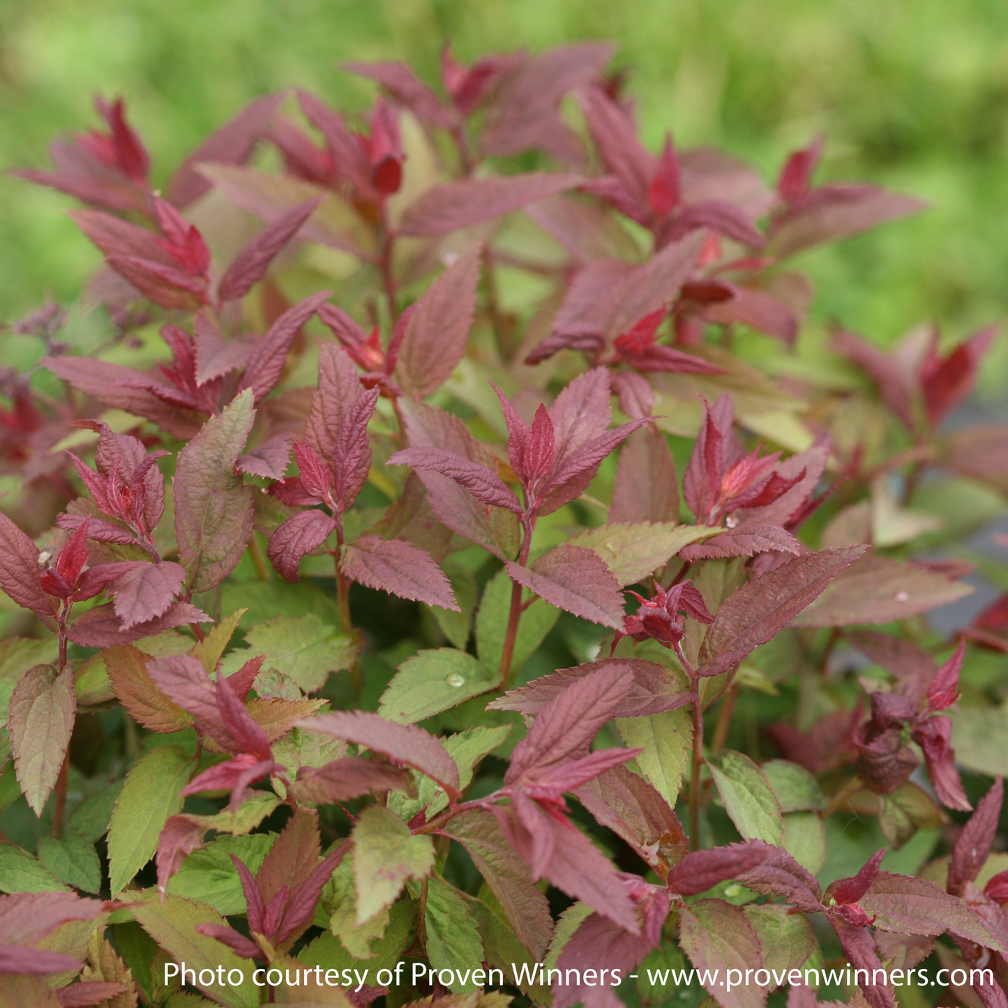 Double Play Red Spirea