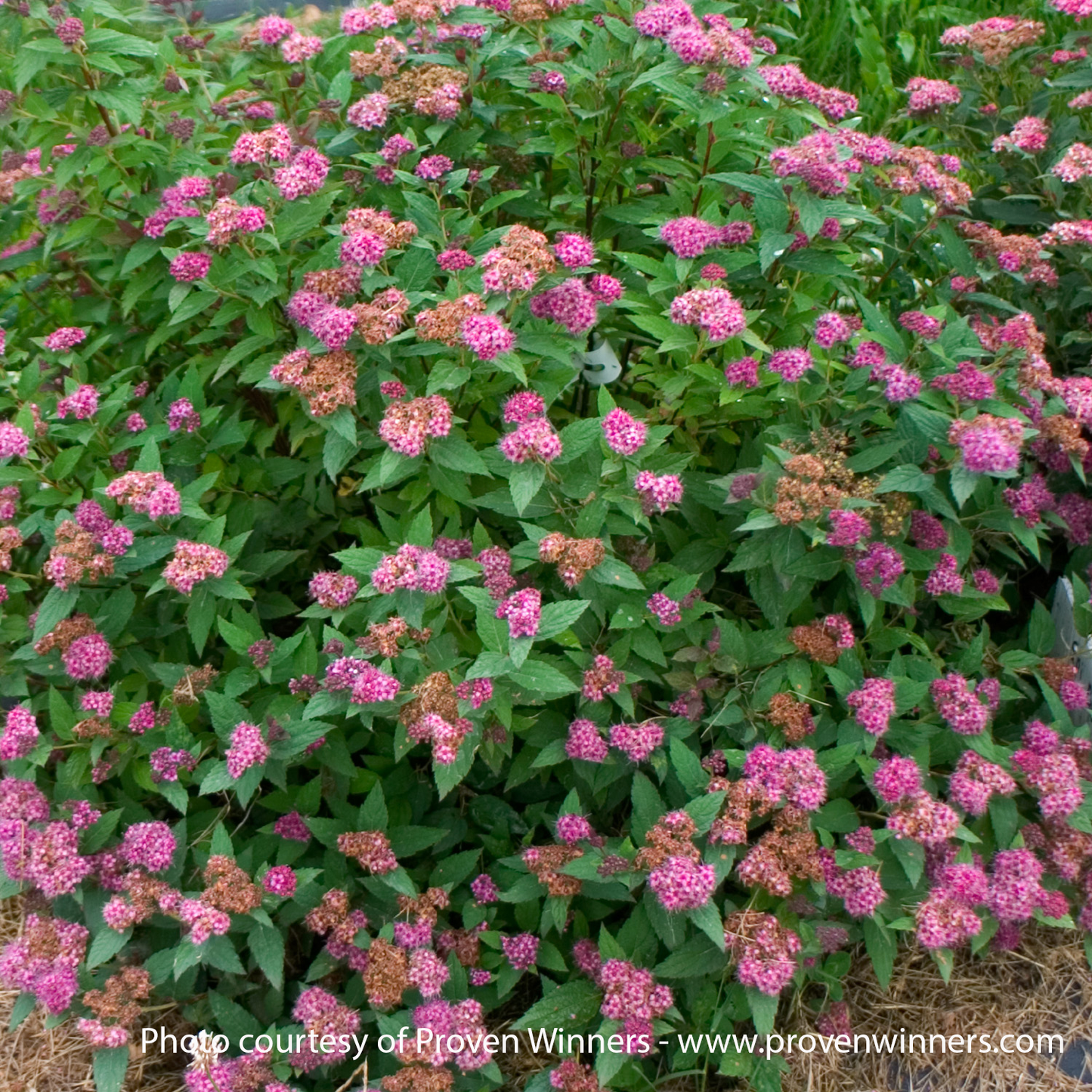 Double Play Artisan Spirea