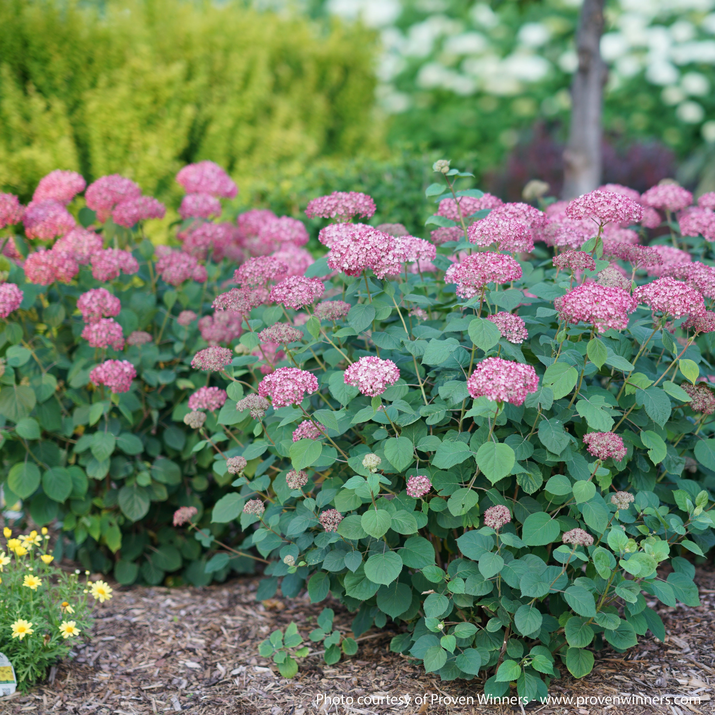 Invincibelle Ruby Hydrangea