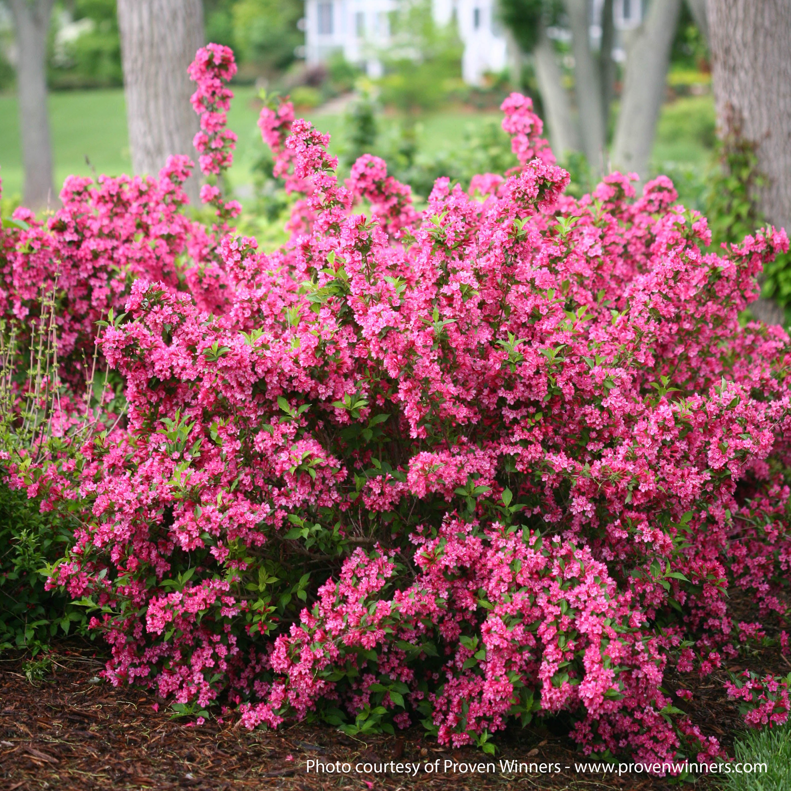 Sonic Bloom PW Pink Weigela – Auburn Oaks Garden Center
