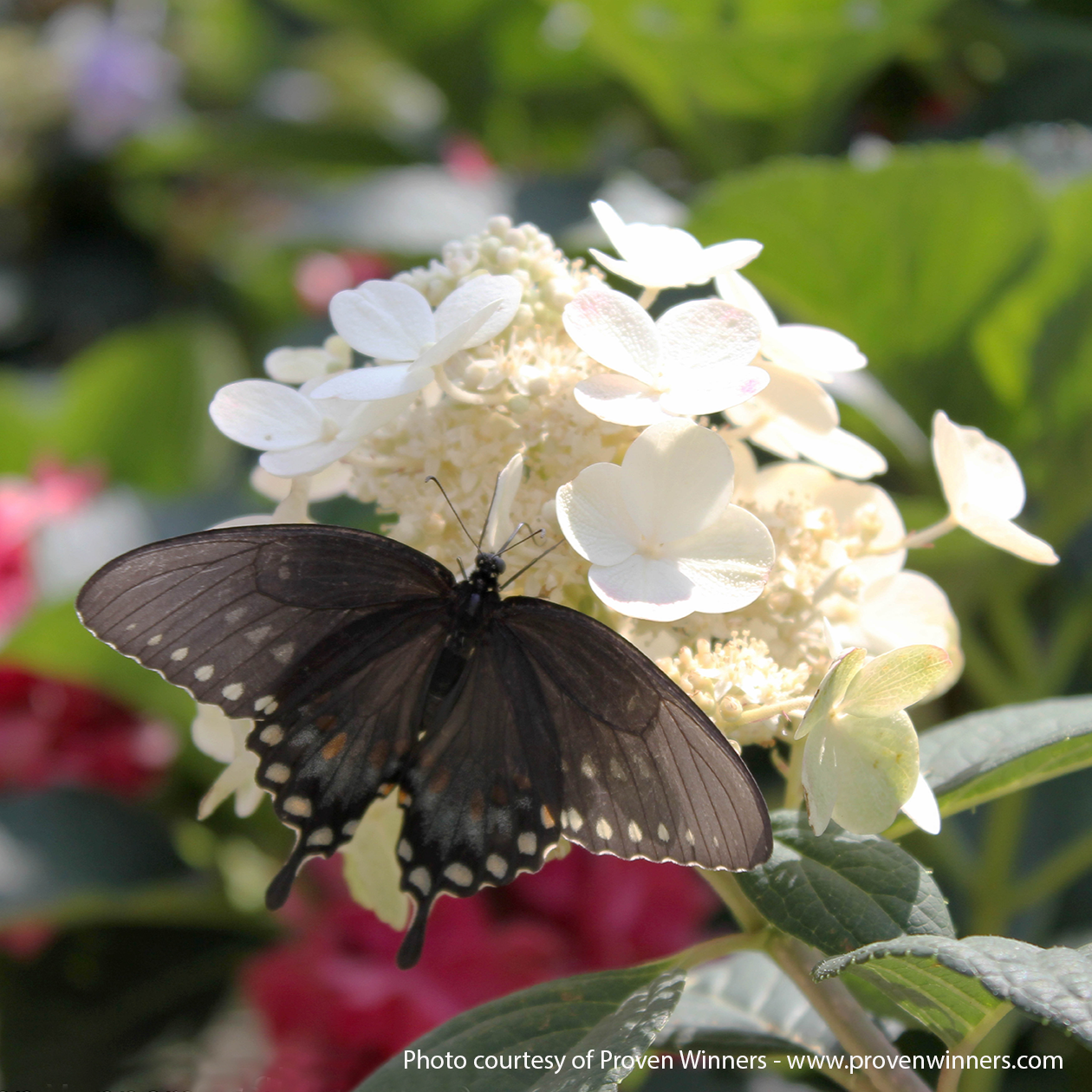 Little Quick Fire Hydrangea