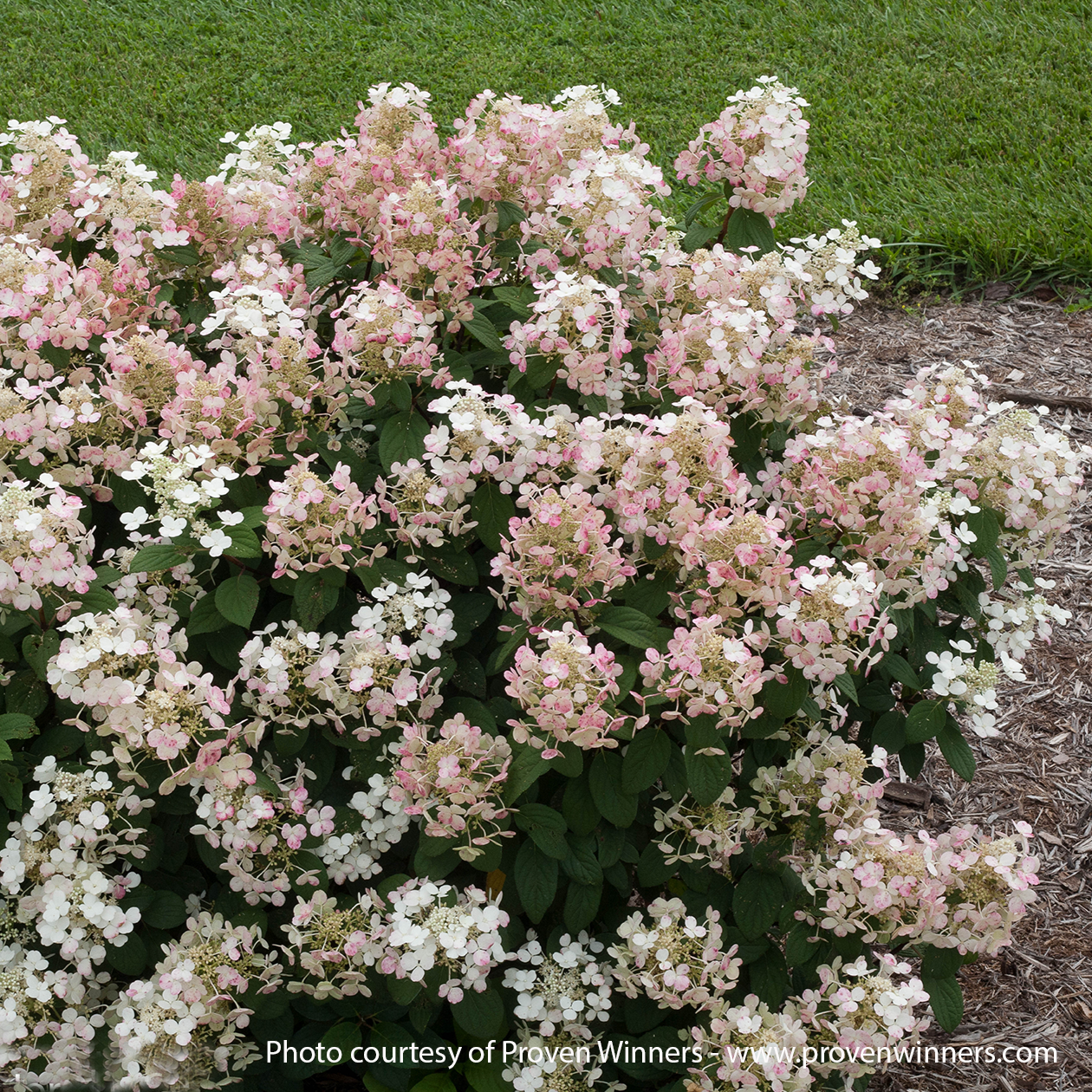 Little Quick Fire Hydrangea