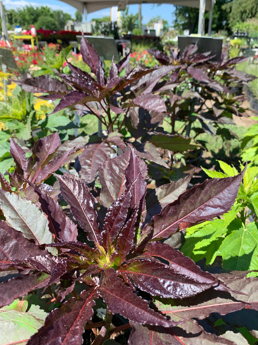 Midnight Marvel Hibiscus