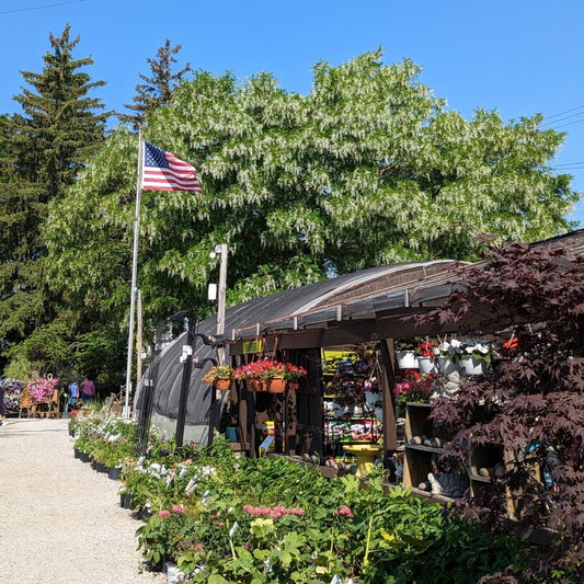 American Yellowwood
