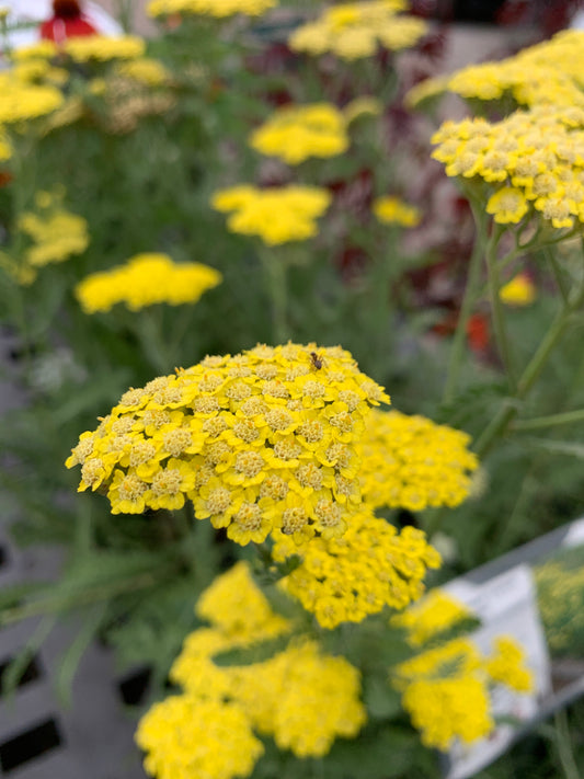 Sassy Summer Lemon Yarrow
