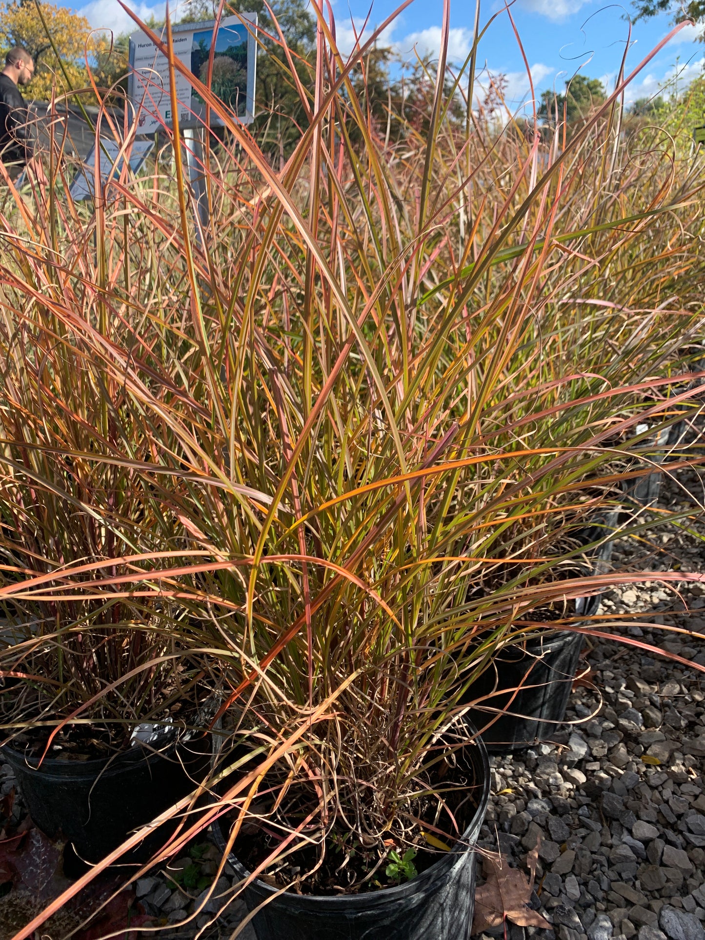 Huron Sunrise Maiden Grass