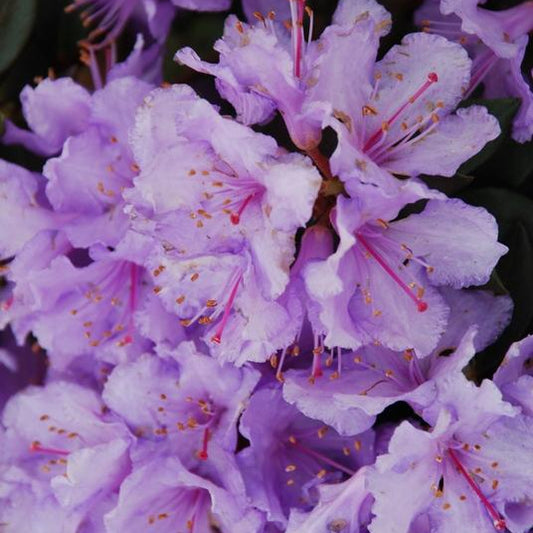 Biloxi Blues Rhododendron