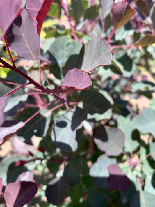 Dusky Maiden Smokebush