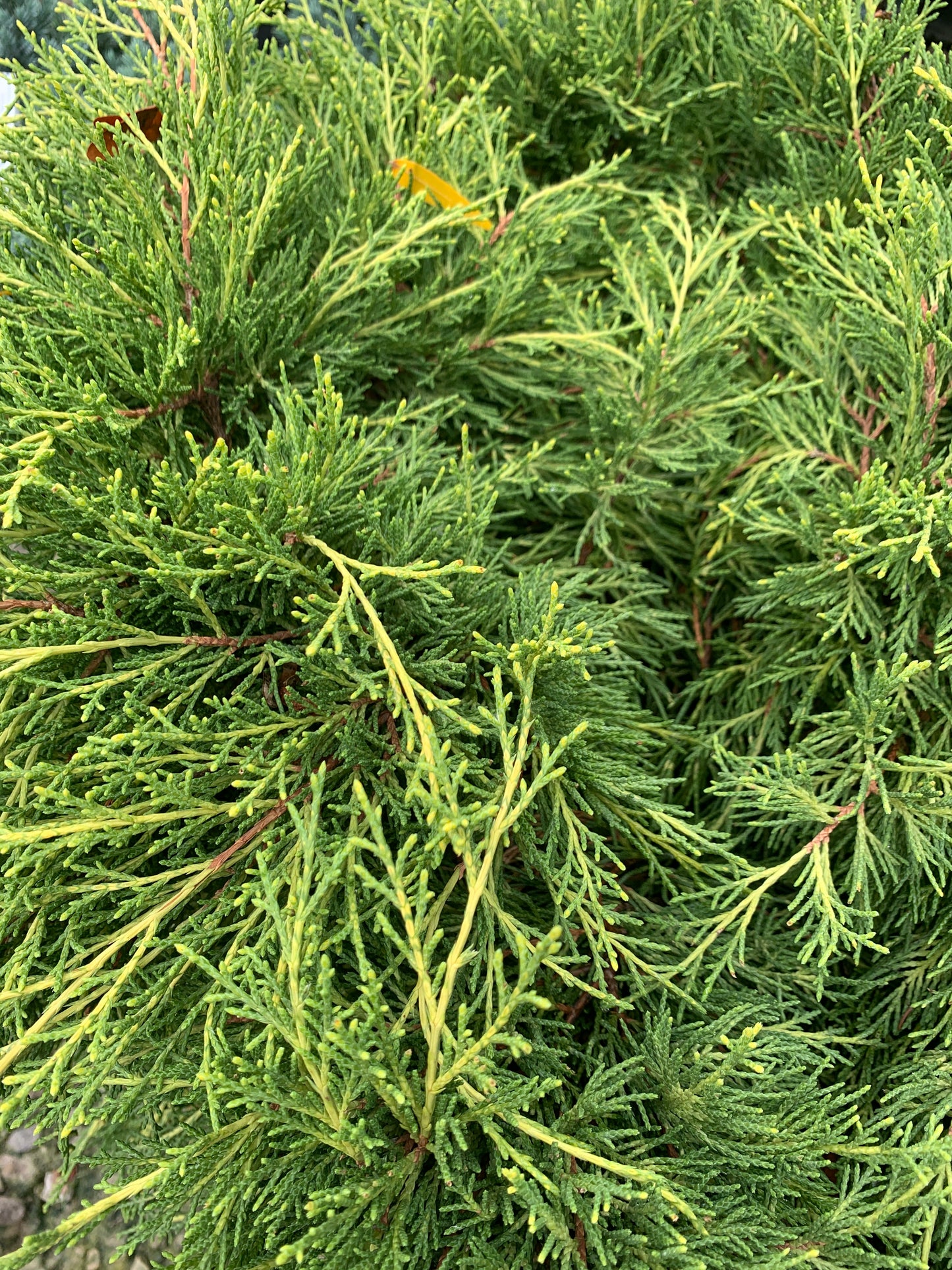 Sea of Gold Juniper
