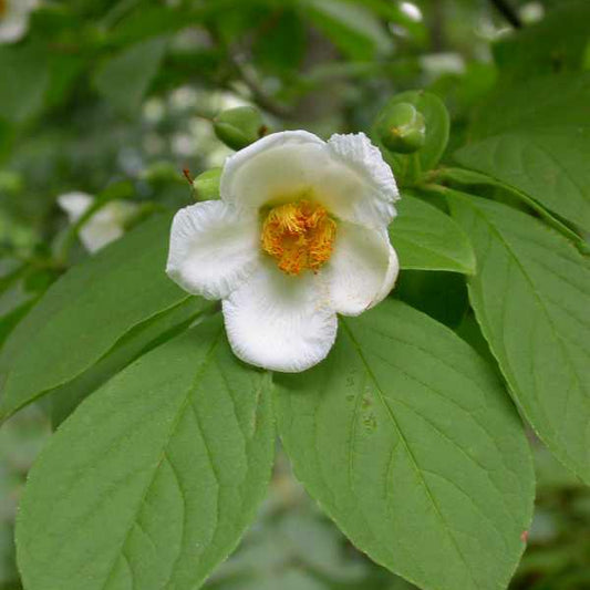 Japanese Stewartia