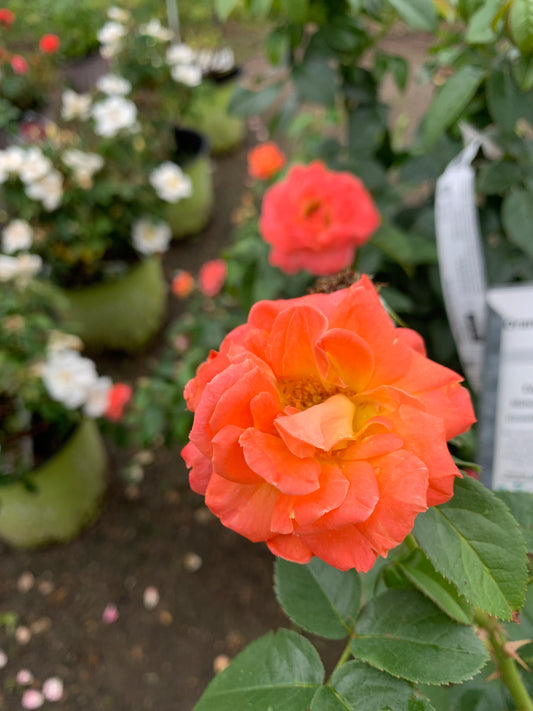 Orange Glow Knock Out Rose