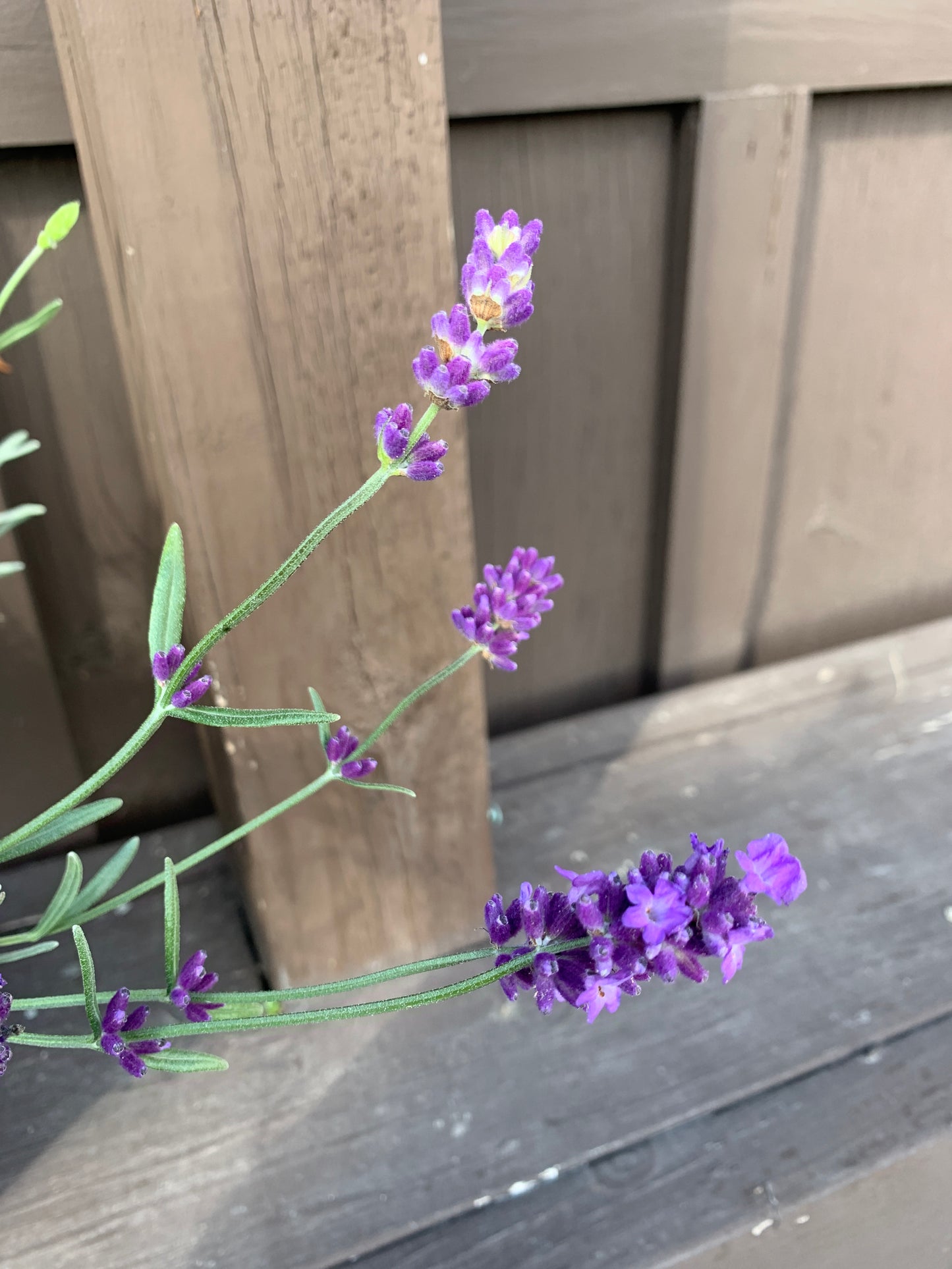 Super Blue Lavender