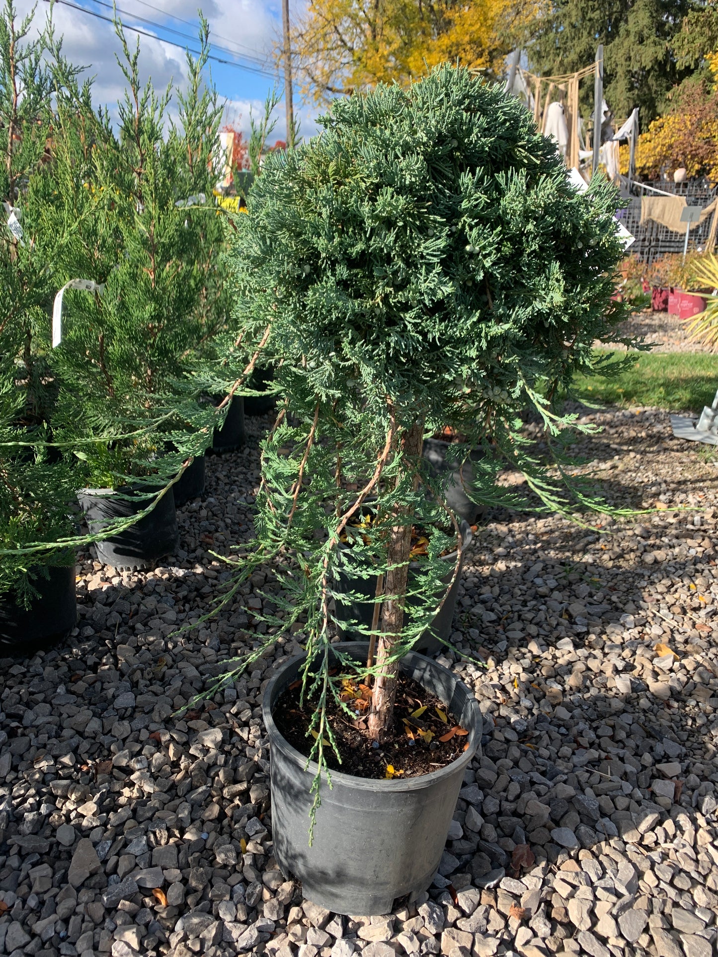 Blue Rug Juniper on Standard