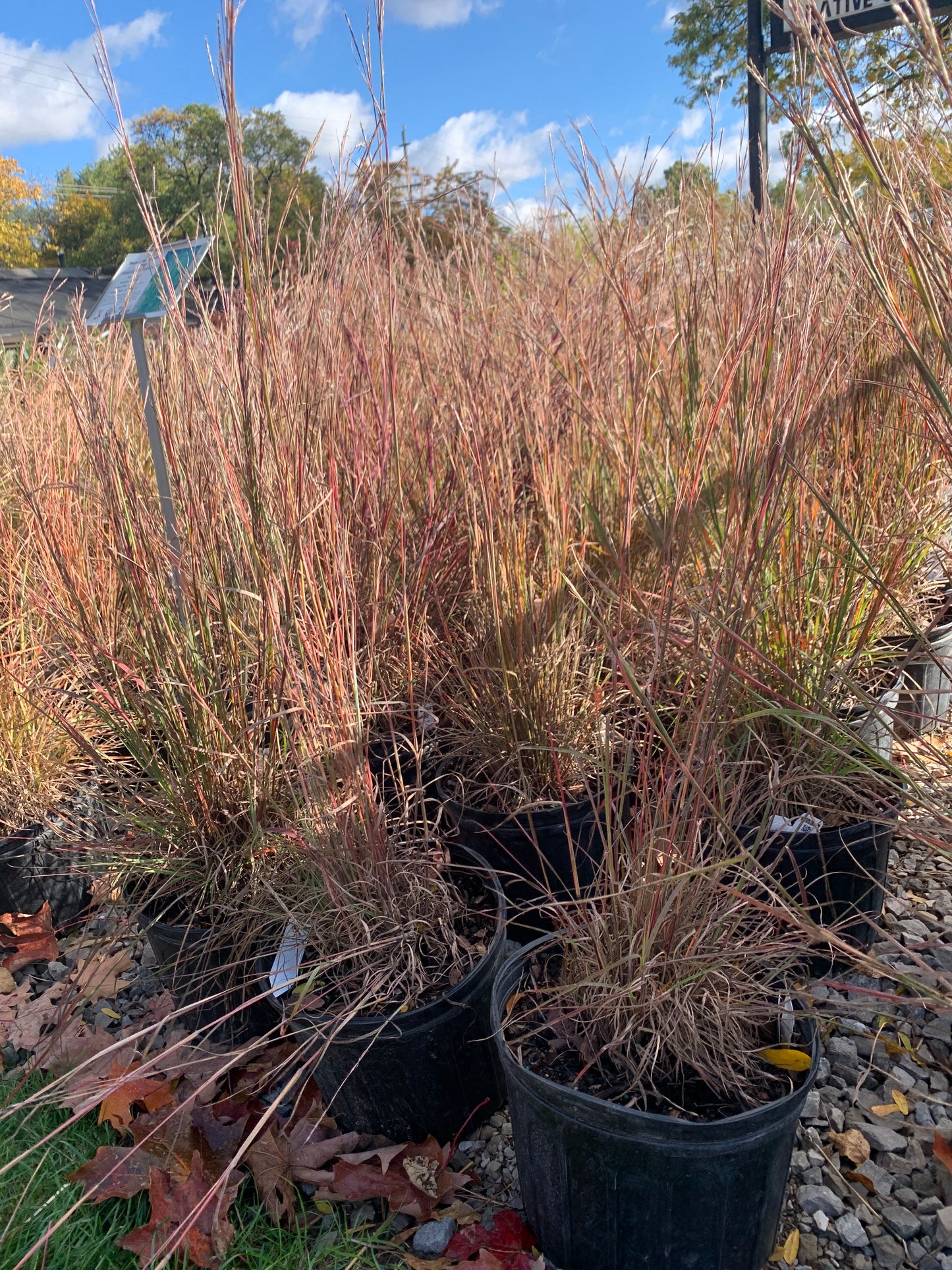 Blaze Little Bluestem Grass