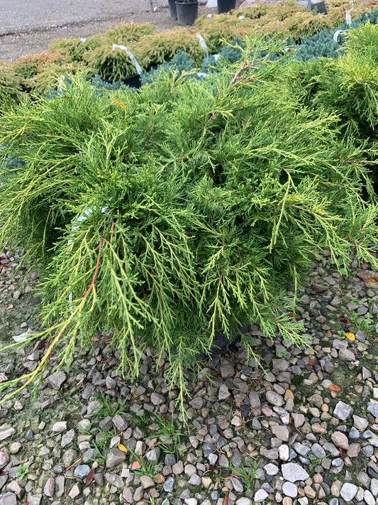 Sea of Gold Juniper