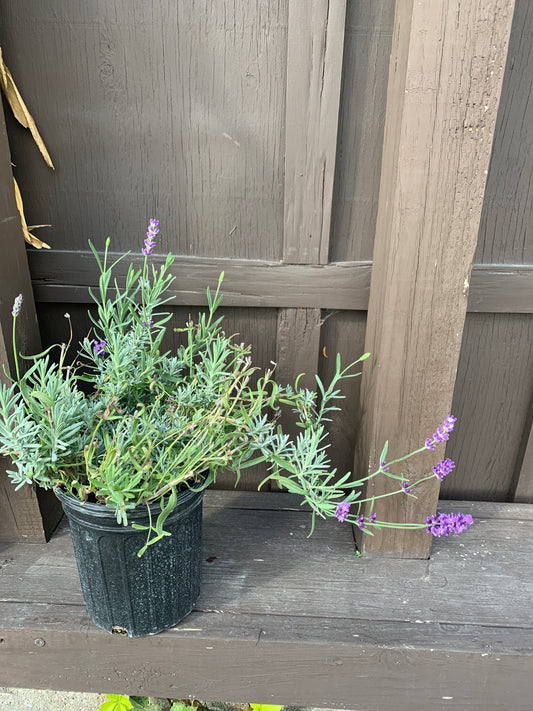 Super Blue Lavender
