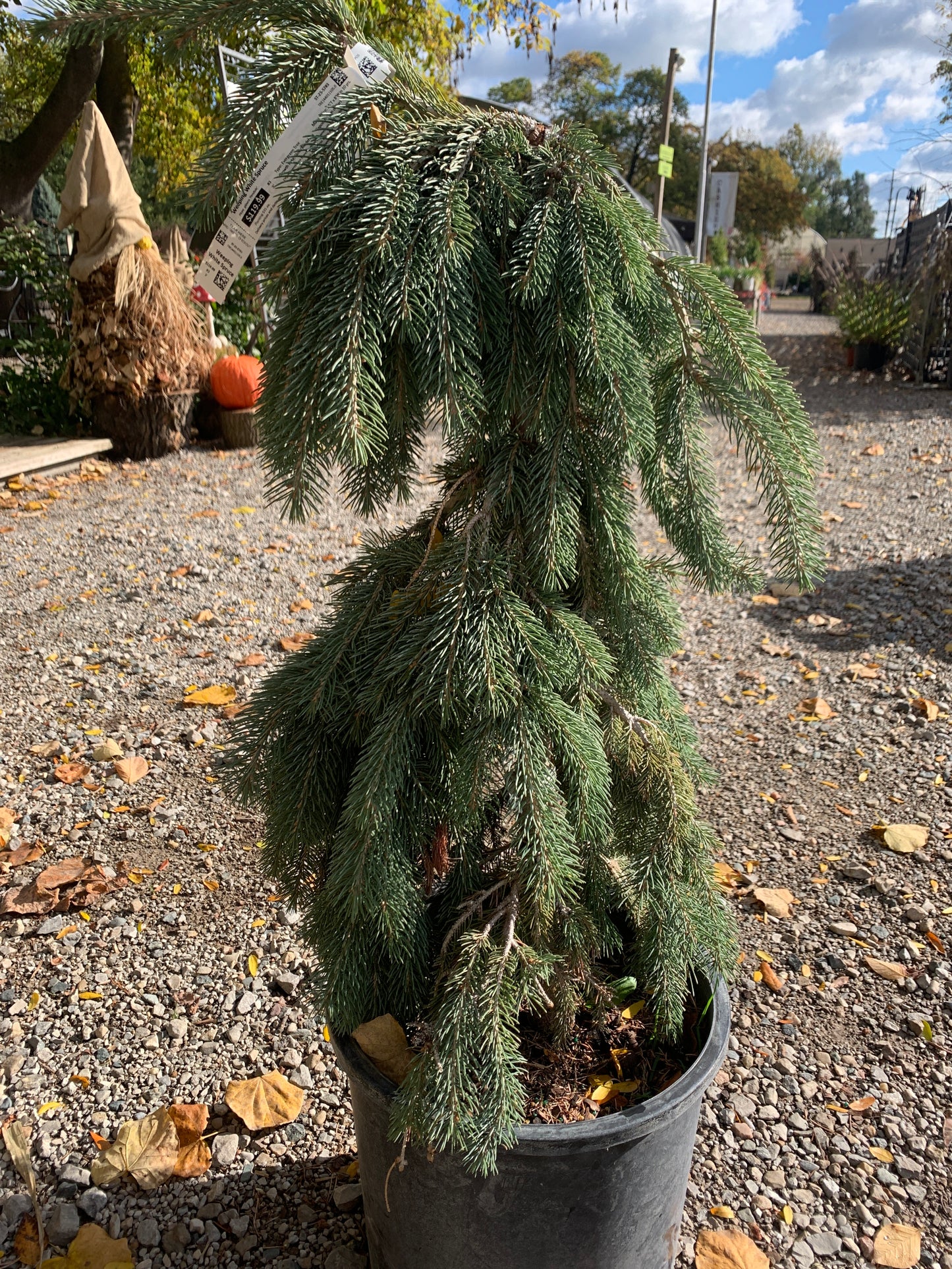 Weeping White Spruce