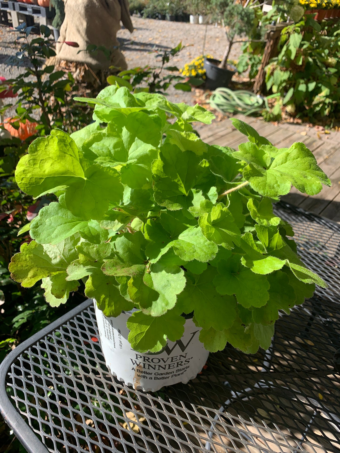 Pistachio Ambrosia Coral Bells