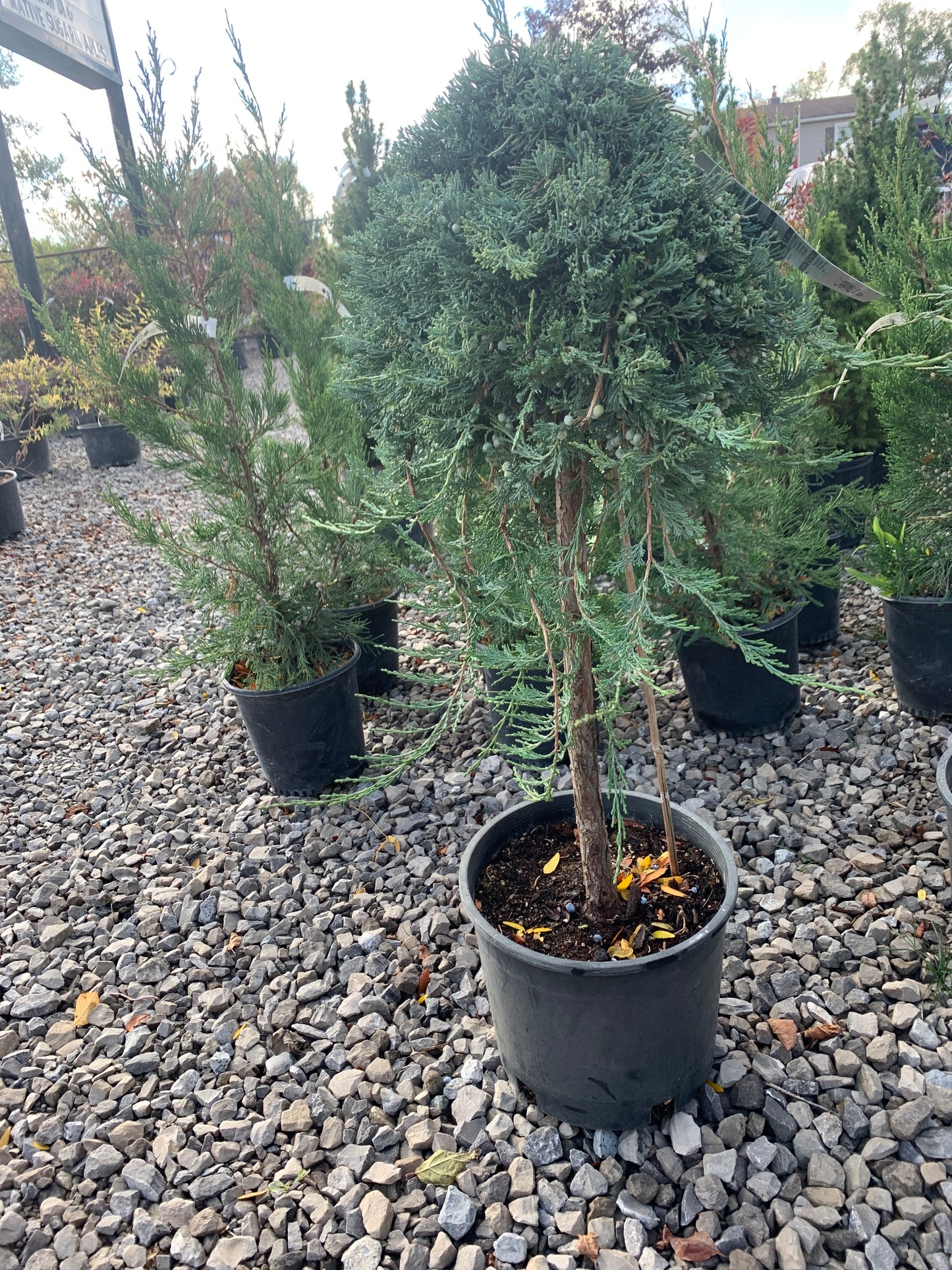 Blue Rug Juniper on Standard