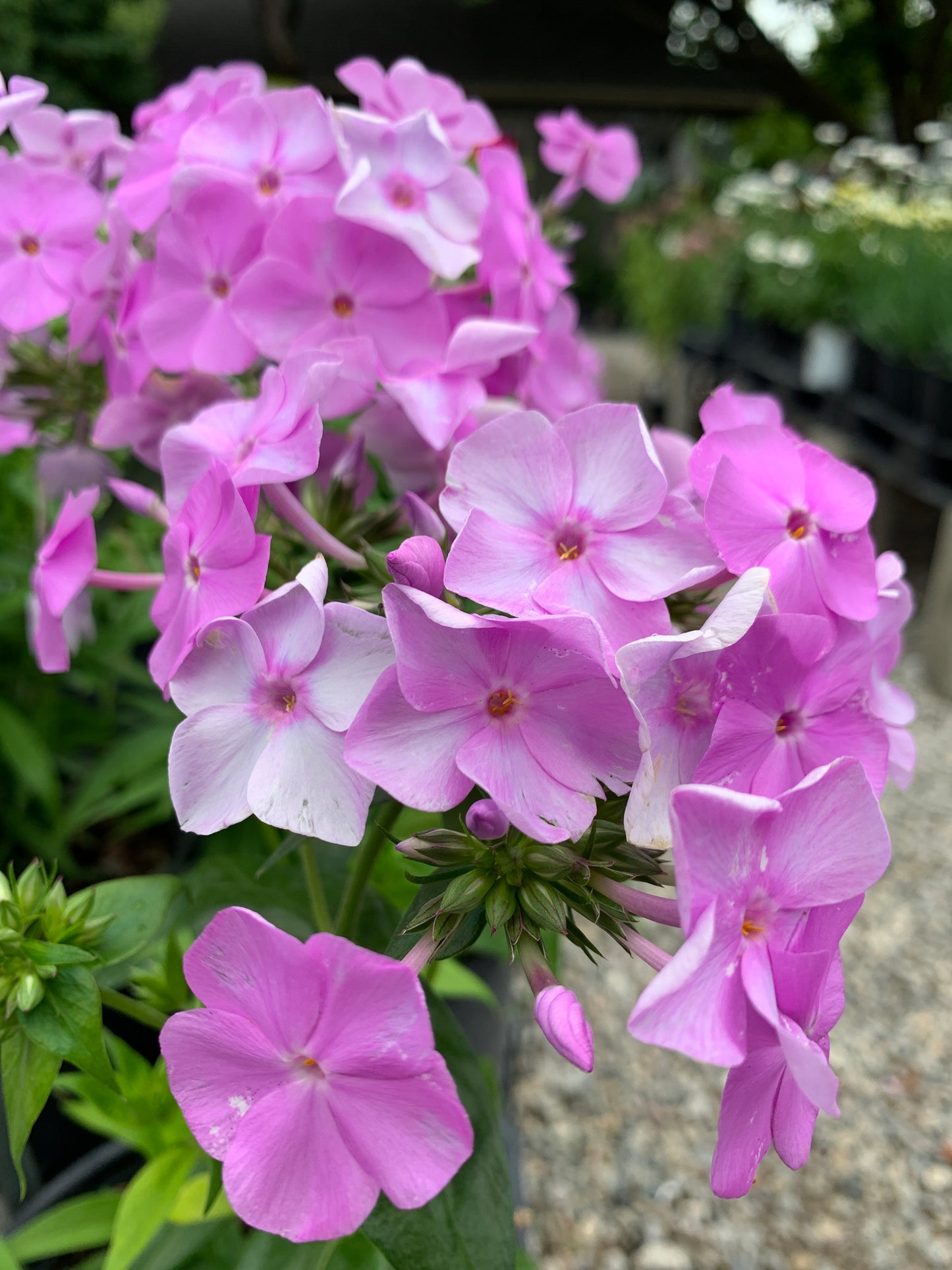 Fashionably Early Princess Garden Phlox