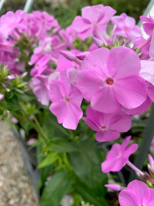Fashionably Early Princess Garden Phlox