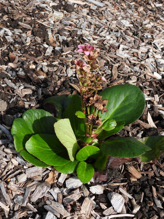 Miss Piggy Bergenia