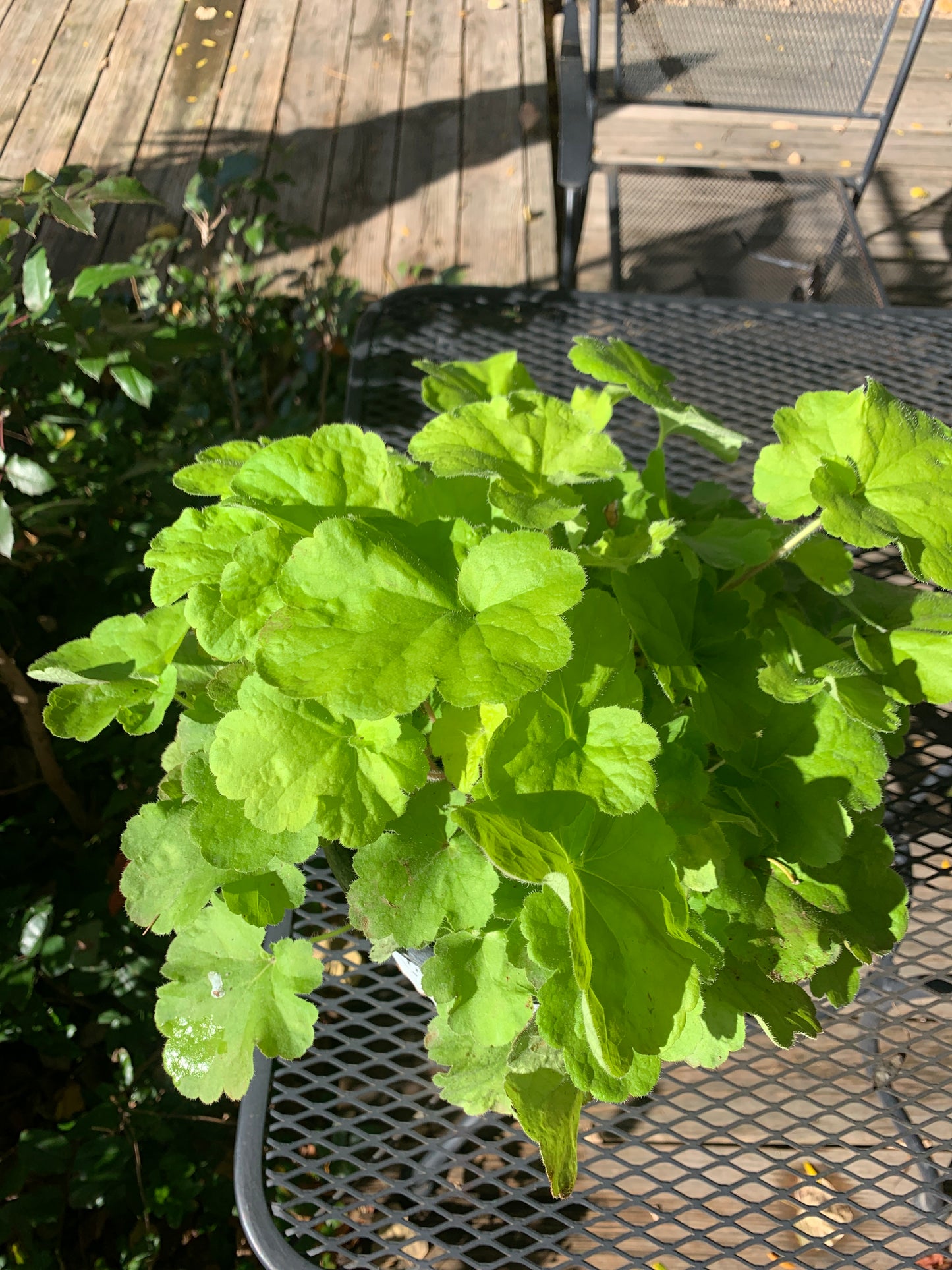 Pistachio Ambrosia Coral Bells