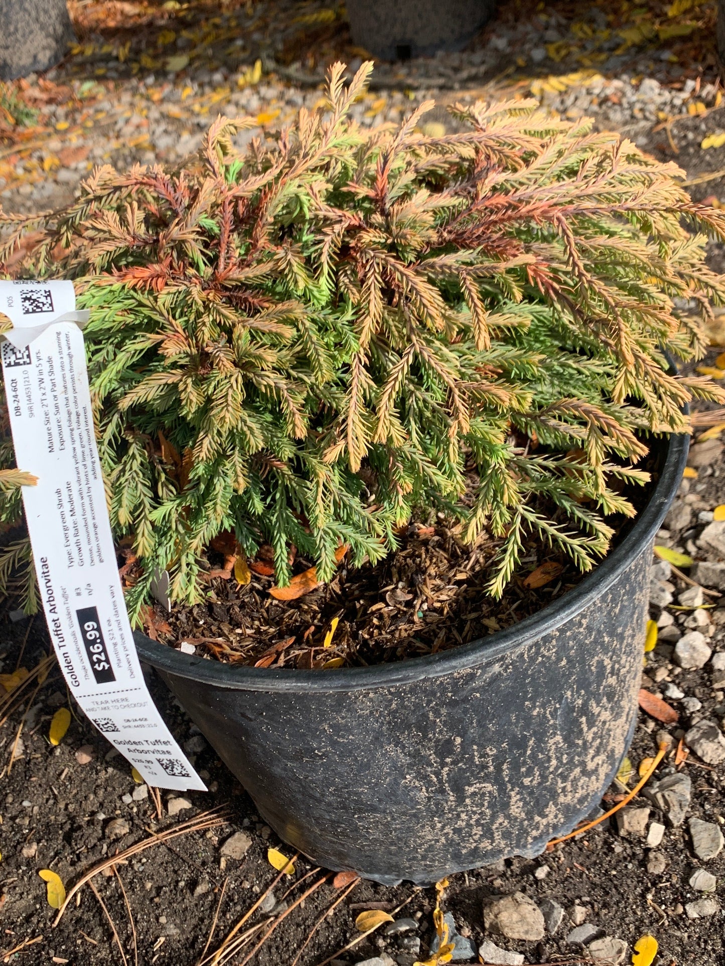 Golden Tuffet Arborvitae