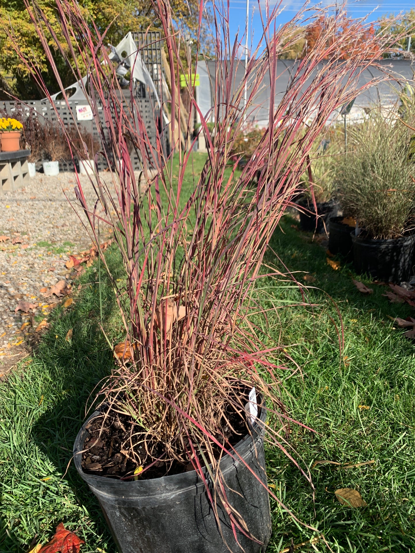 Blaze Little Bluestem Grass