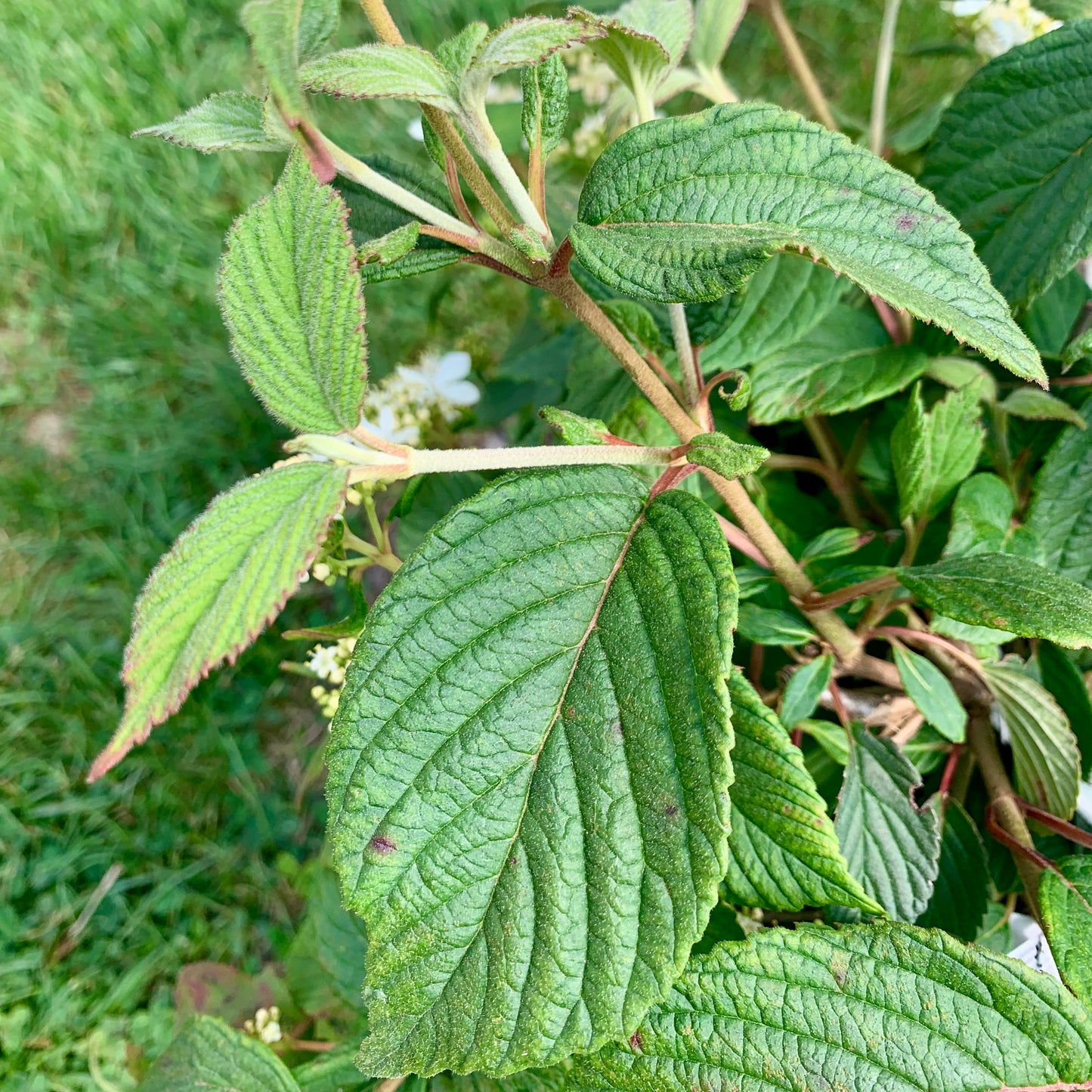 Steady Eddy Doublefile Viburnum