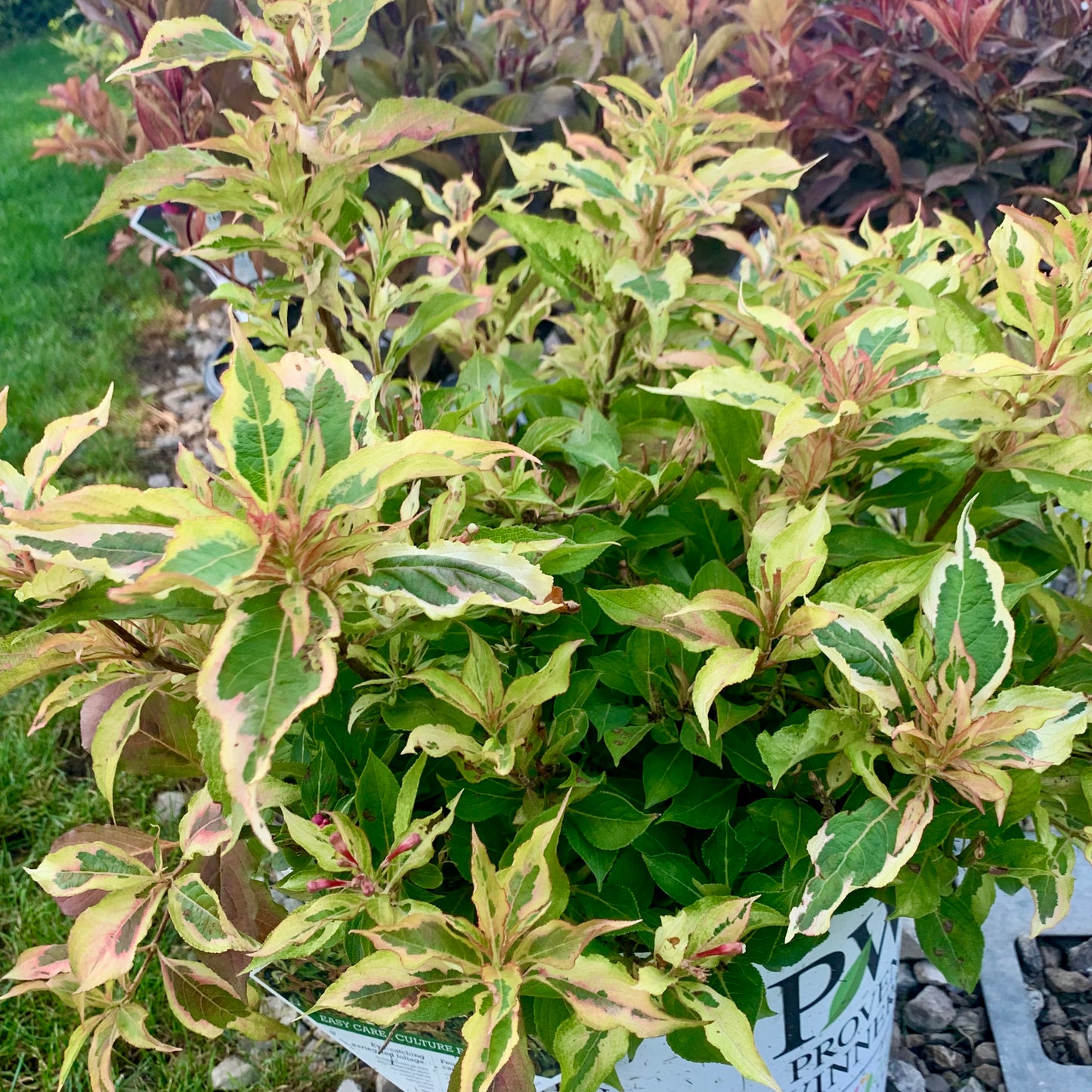 My Monet Sunset Weigela