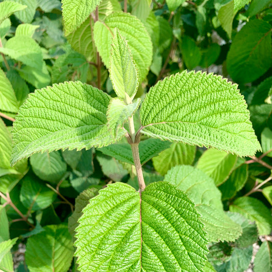 Lime Martini Snowball Viburnum
