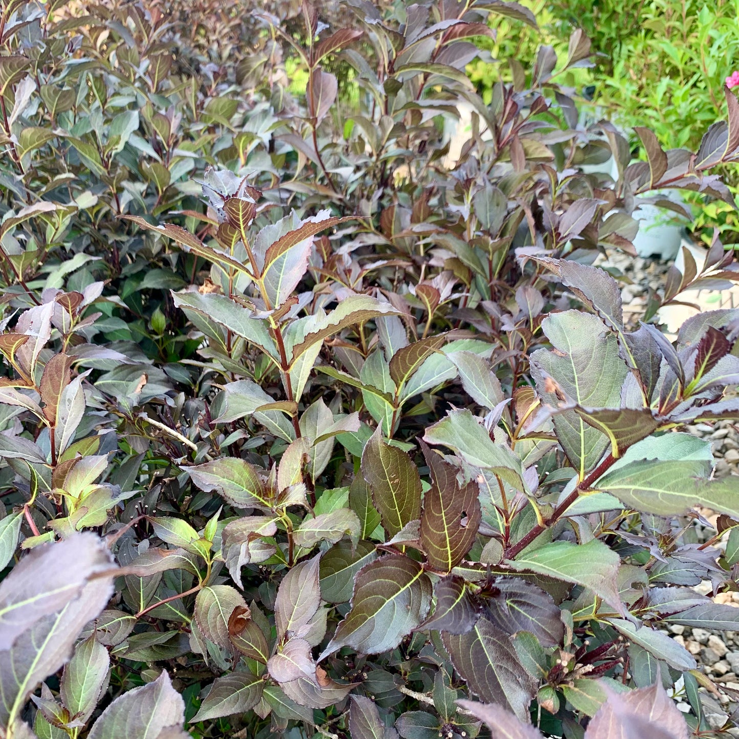 Very Fine Wine Weigela