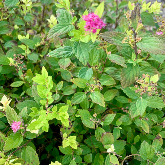 Alpine Spirea