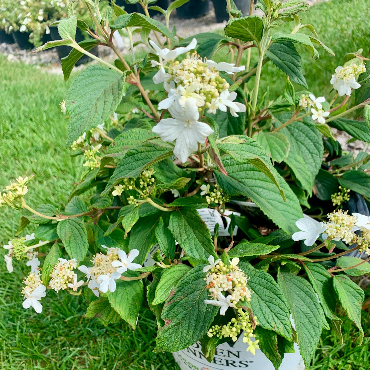 Steady Eddy Doublefile Viburnum
