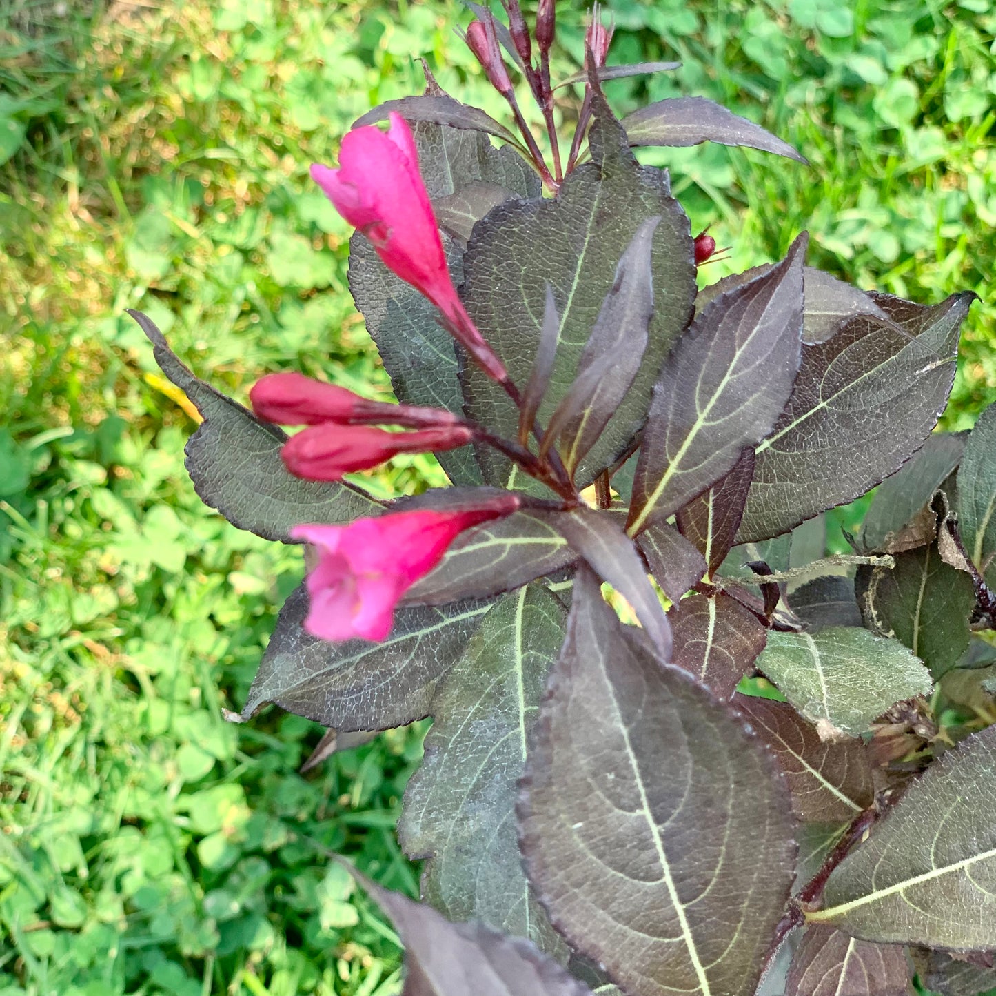 Very Fine Wine Weigela