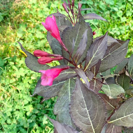 Very Fine Wine Weigela
