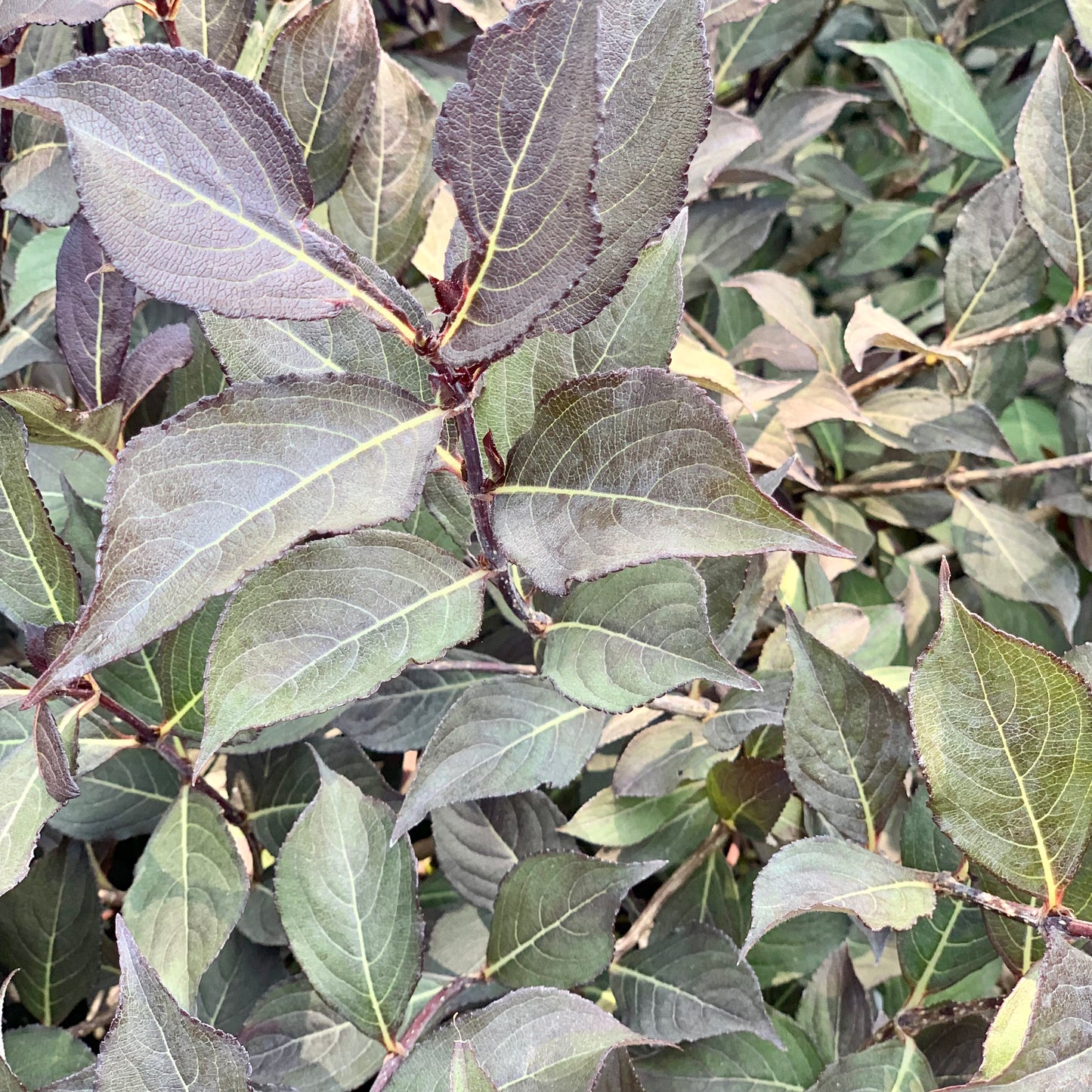 Very Fine Wine Weigela