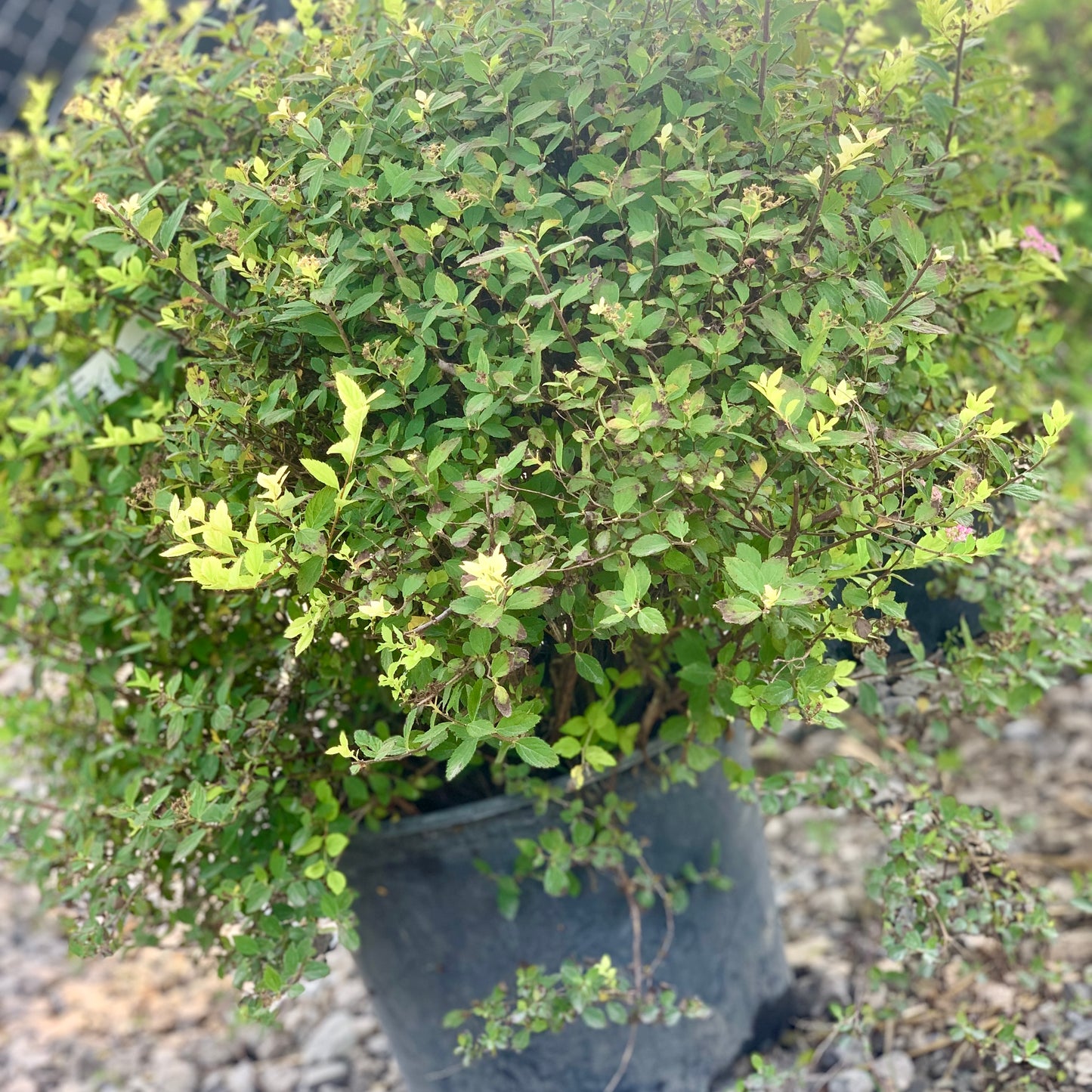Alpine Spirea