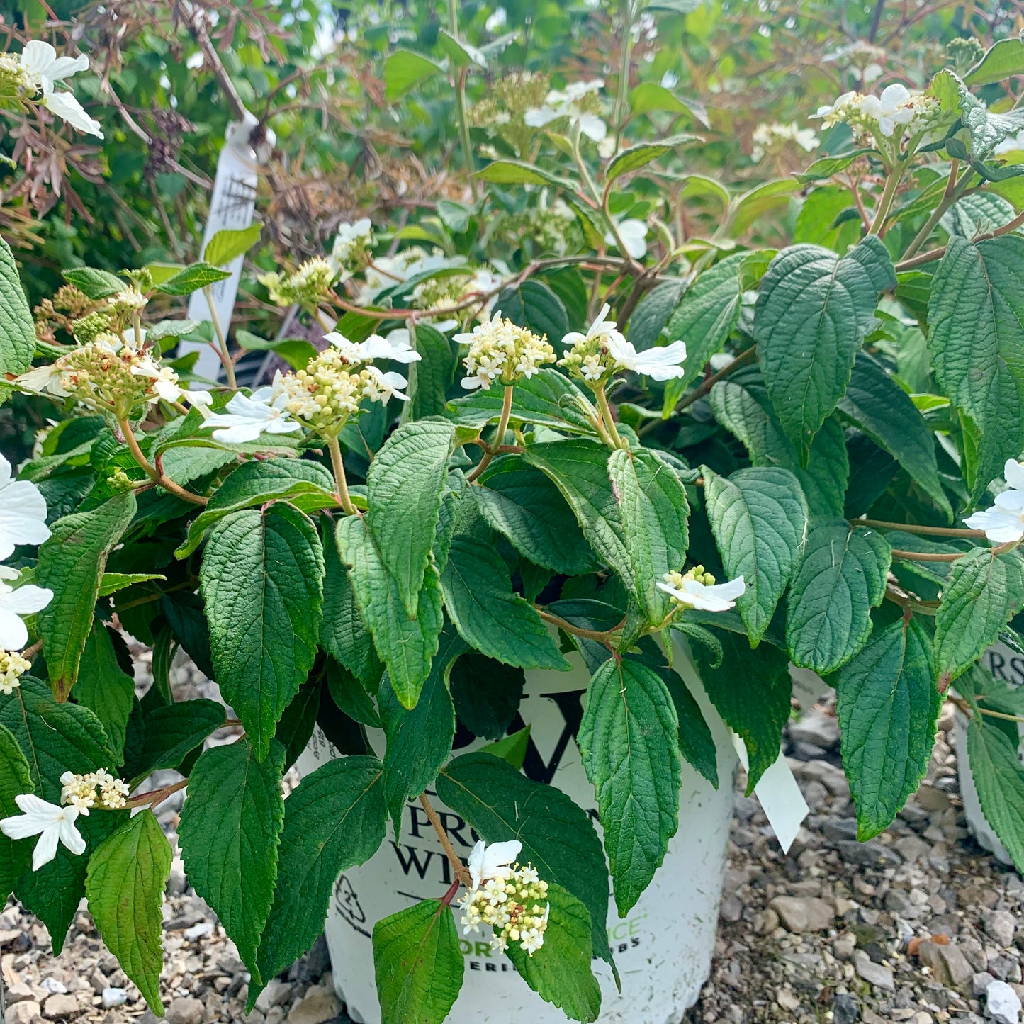 Steady Eddy Doublefile Viburnum