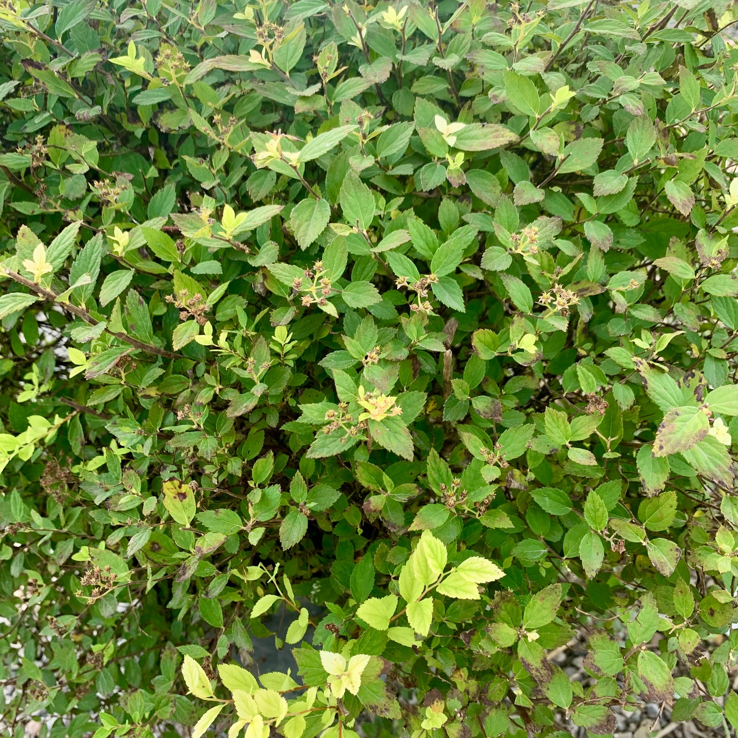 Alpine Spirea