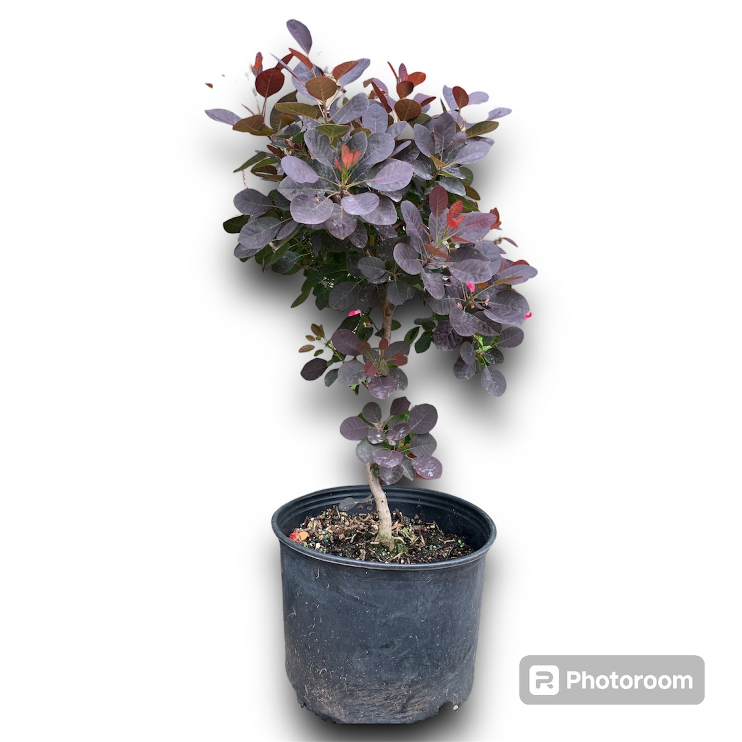 Royal Purple Smokebush