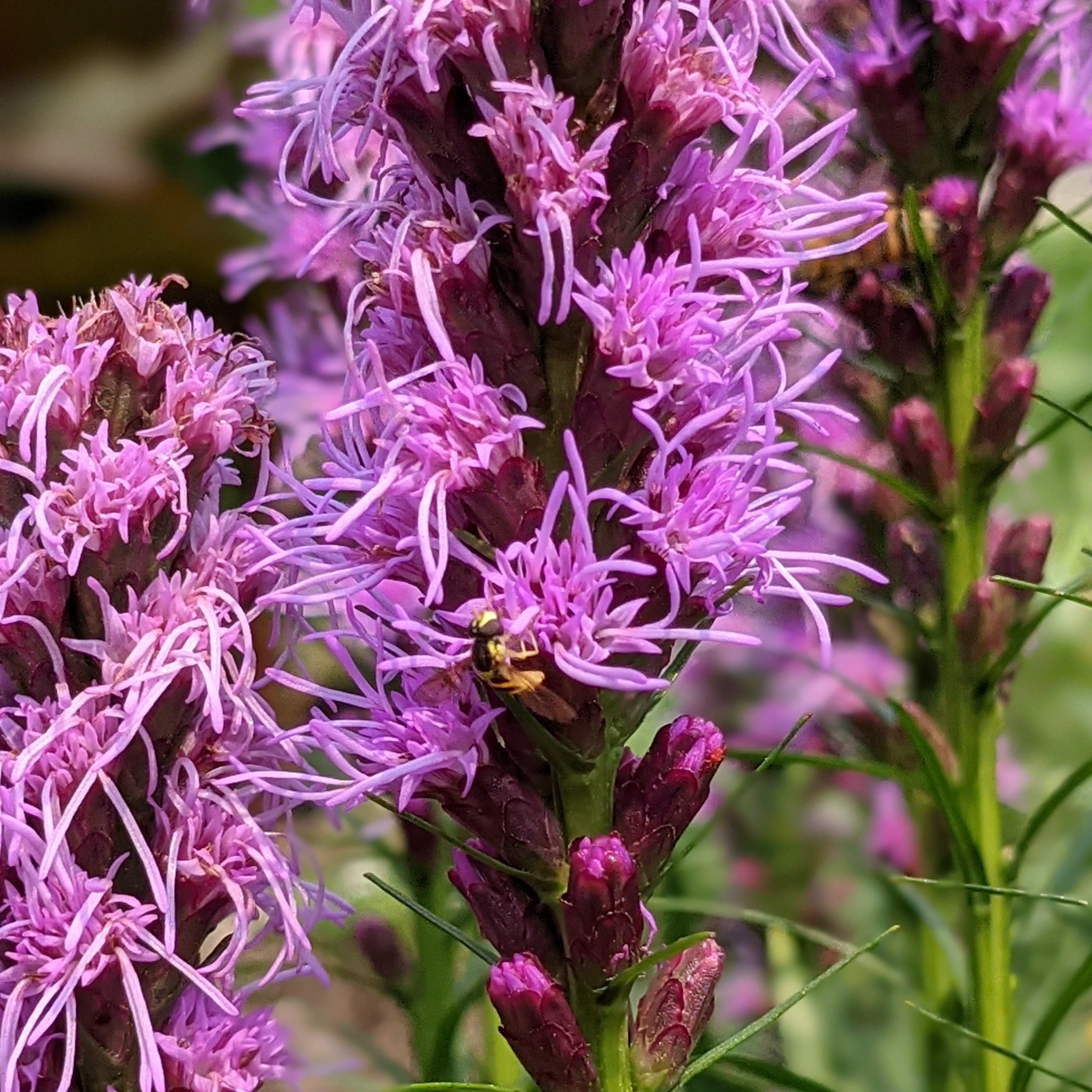 Kobold Gayfeather – Auburn Oaks Garden Center