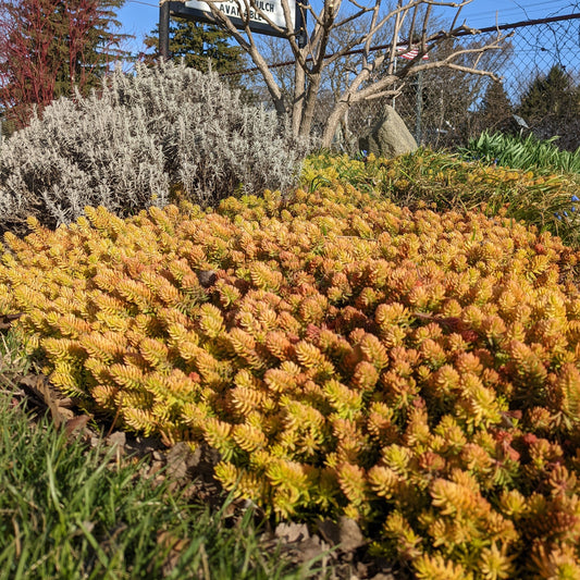 Angelina Sedum